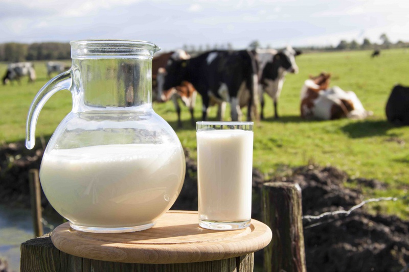 В 16 территориях Оренбуржья увеличен надой молока